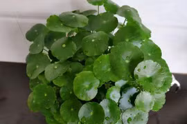 5 cây cảnh mang lại may mắn cho gia chủ, nhất định phải trồng