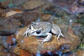 Loài ếch ma tuyệt tích cả trăm năm bất ngờ “tái xuất" kỳ diệu 