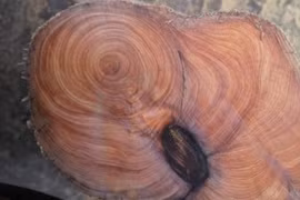 Loại gỗ đắt hơn vàng, hương thơm ngát cả trăm ngàn năm 