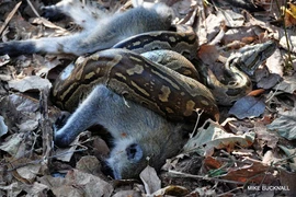 Trăn gấm khổng lồ tung đòn chí mạng, kết liễu khỉ con trong nháy mắt 