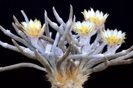 Loài cây độc lạ, hiếm có... giới yêu hoa cưng như trứng mỏng