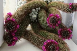 Cây cảnh bá đạo, hình tướng độc dị ai nhìn cũng đỏ mặt