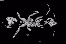 Lộ diện 'kiến địa ngục' lâu đời nhất hành tinh
