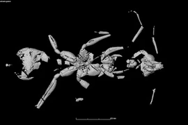 Lộ diện 'kiến địa ngục' lâu đời nhất hành tinh
