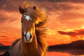 Tuần mới đón đại lộc, 4 con giáp tiền tỷ vào két