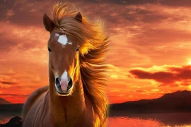 Tuần mới đón đại lộc, 4 con giáp tiền tỷ vào két