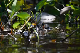 "Sát thủ khát máu" nhất rừng rậm Amazon, săn mồi đỉnh cao 