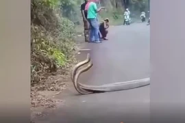 Đang đi bộ, sốc nặng thấy cặp đôi “quái thú" làm chuyện động trời 