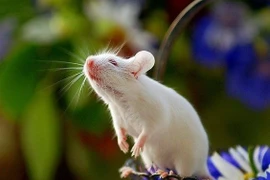 Ăn Tết Ất Tỵ 2025, 3 con giáp cực may, xòe tay hứng lộc