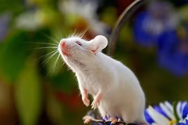 Ăn Tết Ất Tỵ 2025, 3 con giáp cực may, xòe tay hứng lộc