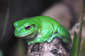 Những loài ếch độc lạ, 'đỏm dáng' bậc nhất hành tinh