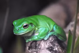 Những loài ếch độc lạ, 'đỏm dáng' bậc nhất hành tinh