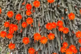 Cây cảnh kỳ quái như 'dọa người', giúp trấn trạch, giữ nhà