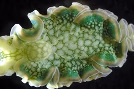 Loài động vật duy nhất trên Trái đất có thể “ăn ánh sáng Mặt trời”