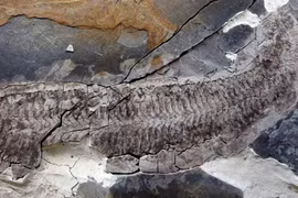 “Xác ướp” quái đản lộ diện sau 444 triệu năm, chuyên gia tái mặt vì...