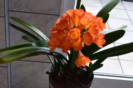 5 cây cảnh 'sặc mùi tiền', giúp gia chủ làm ăn sinh tài