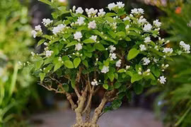 5 cây cảnh may mắn, trồng trong nhà bội thu tài lộc, hạnh phúc