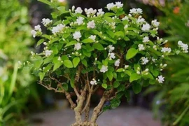 5 cây cảnh may mắn, trồng trong nhà bội thu tài lộc, hạnh phúc