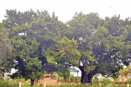 Truyền thuyết kỳ bí về cây đầu gành gần 700 tuổi ở Quảng Nam