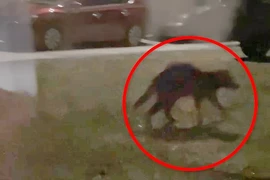 Nghi vấn quái thú chuyên hút máu dê “Chupacabra” tái xuất, dân Mỹ xôn xao