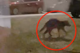 Nghi vấn quái thú chuyên hút máu dê “Chupacabra” tái xuất, dân Mỹ xôn xao