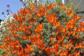 Cây cảnh nở hoa chói mắt này rực rỡ như lửa còn dễ chăm