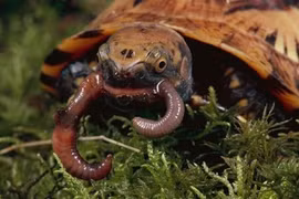 Động vật sách Đỏ của Việt Nam trong top nguy cấp nhất thế giới