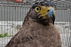 Chim “lạ” sải cánh gần 1m xuất hiện ở Đồng Nai: Loài xưa nay hiếm! 