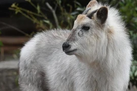 "Thần thú" bất ngờ lộ diện, cõi mạng xôn xao cho là điềm may 