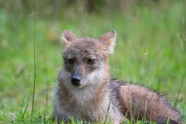 Loài thú hoang dã được ví "báu vật của Việt Nam", cực khó bắt gặp