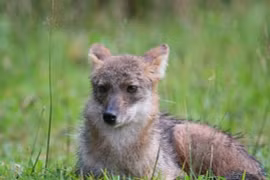 Loài thú hoang dã được ví "báu vật của Việt Nam", cực khó bắt gặp