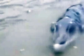 Đang câu cá, người đàn ông bủn rủn thấy "thủy quái" dị hình 