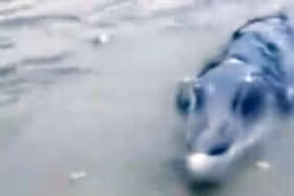 Đang câu cá, người đàn ông bủn rủn thấy "thủy quái" dị hình 