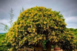 7 cây cảnh ướp hương, nở hoa thơm nhất mùa hè