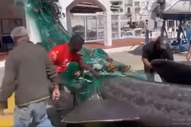 "Quái ngư” 7m bất ngờ sa lưới, ngư phủ bủn rủn chân tay 