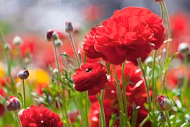 Sinh vào 4 ngày Âm lịch này, cuối tháng 3 cầu được ước thấy