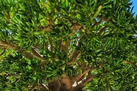 3 loài cây hút lộc trồng đón Tết, tiền cứ thế ùa về