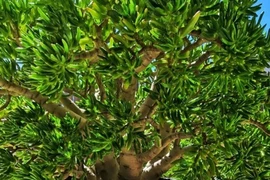 3 loài cây hút lộc trồng đón Tết, tiền cứ thế ùa về