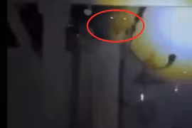 Nửa đêm thấy tiếng động lạ, soi đèn đụng trúng... quái vật rừng xanh 