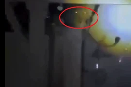 Nửa đêm thấy tiếng động lạ, soi đèn đụng trúng... quái vật rừng xanh 