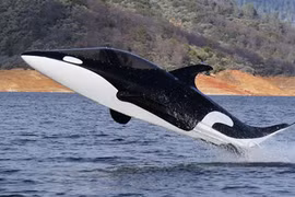 Độc đáo xuồng cao tốc cá mập của Australia 