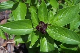 13 loại thảo dược cực độc với bà bầu