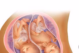 Ngắm thai đôi phát triển trong bụng mẹ