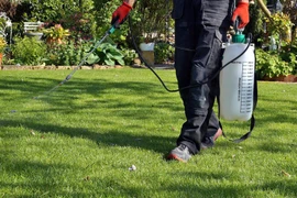 Chỉ 1 nhà thầu tham dự gói thầu 11,7 tỷ chăm sóc cây xanh ở Trà Vinh 