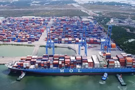 BR-VT: Gói thầu cây xanh 19 tỷ đồng bao giờ có kết quả?