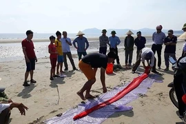 Lại phát hiện cá hố "khủng" chết dạt vào bờ ở Hà Tĩnh