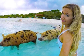 Đàn lợn nổi tiếng tấn công dàn mỹ nhân xinh đẹp