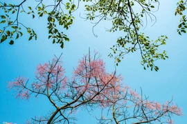 Ngô Đồng - loài hoa trong cung vua đang nở rộ