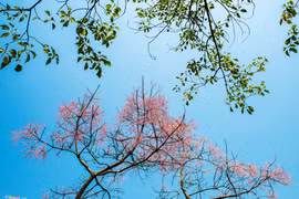 Ngô Đồng - loài hoa trong cung vua đang nở rộ