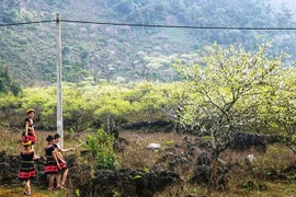 Thủ phủ đào mận Tây Bắc khoe sắc đón Tết